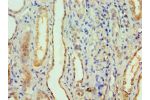 Immunohistochemistry of paraffin-embedded human kidney using CSB-PA001898ESR1HU at dilution 1:100