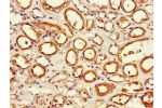 Immunohistochemistry of paraffin-embedded human renal tissue using CSB-PA001899LA01HU at dilution of 1:100