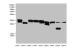 Western blot<br />
All lanes: DNA-(apurinic or apyrimidinic site) lyase antibody at 2ug/ml<br />
Lane 1: Hela whole cell lysate<br />
Lane 2: Mouse brain tissue<br />
Lane 3: MCF-7 whole cell lysate<br />
Lane 4: HepG2 whole cell lysate<br />
Lane 5: Raji