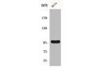 Western Blot analysis of A549 cells using Cyclin M2 Polyclonal Antibody