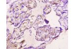 Immunohistochemistry of paraffin-embedded human placenta using CSB-PA001909NJ01HU at dilution of 1:10
