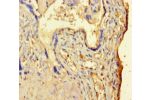 Immunohistochemistry of paraffin-embedded human placenta tissue using CSB-PA001909OJ01HU at dilution of 1:100