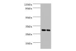 Western blot<br />
All lanes:APOA1antibody at 2ug/ml<br />
Lane 1:mouse liver tissue<br />
Lane 2:mouse lung tissue<br />
Secondary<br />
Goat polyclonal to rabbit at 1/10000 dilution<br />
Predicted band size: 30kDa<br />
Observed band size: 30kDa<br />