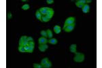 Immunofluorescence staining of HepG2 cells with CSB-PA001919LA01HU at 1:66,counter-stained with DAPI. The cells were fixed in 4% formaldehyde, permeabilized using 0.2% Triton X-100 and blocked in 10% normal Goat Serum. The cells were then incubated with t