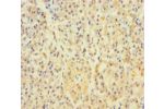 Immunohistochemistry of paraffin-embedded human pancreatic tissue using CSB-PA001949LA01HU at dilution of 1:100