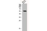 Western Blot analysis of MOUSE-BRAIN cells using CYP2C19 Polyclonal Antibody