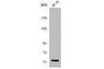 Western Blot analysis of COS7 cells using CYP2J2 Polyclonal Antibody