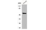 Western Blot analysis of HeLa cells using CYP4A11/22 Polyclonal Antibody