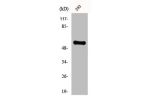 Western Blot analysis of 293 cells using CYP8B1 Polyclonal Antibody