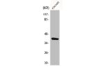 Western Blot analysis of HeLa cells using CysLTR1 Polyclonal Antibody