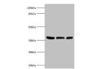 All lanes:Arginase-2, mitochondrial antibody at 5ug/ml<br />
Lane 1:mouse liver tissue<br />
Lane 2:293T whole cell lysate<br />
Lane 3:mouse kidney tissue<br />
Secondary<br />
Goat polyclonal to rabbit at 1/10000 dilution<br />
Predicted band size: 39kD