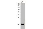 Western Blot analysis of 293T cells using Cystatin C Polyclonal Antibody