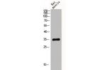 Western Blot analysis of rat-musle cells using Cytochrome c1 Polyclonal Antibody