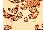 IHC image of CSB-PA002043LA01HU diluted at 1:500 and staining in paraffin-embedded human placenta tissue performed on a Leica BondTM system. After dewaxing and hydration, antigen retrieval was mediated by high pressure in a citrate buffer (pH 6.0). Sectio
