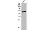 Western Blot analysis of K562 cells using D4DR Polyclonal Antibody