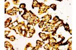 IHC image of CSB-PA002058LA01HU diluted at 1:500 and staining in paraffin-embedded human placenta tissue performed on a Leica BondTM system. After dewaxing and hydration, antigen retrieval was mediated by high pressure in a citrate buffer (pH 6.0). Sectio