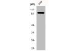 Western Blot analysis of A549 cells using DAP-5 Polyclonal Antibody