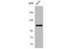 Western Blot analysis of A549 cells using Daxx Polyclonal Antibody