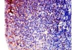 Immunohistochemistry of paraffin-embedded human tonsil tissue using CSB-PA002126LA01HU at dilution of 1:100