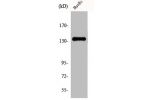 Western Blot analysis of HuvEc cells using DGK-d Polyclonal Antibody
