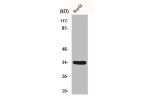 Western Blot analysis of HepG2 cells using DHRS4 Polyclonal Antibody