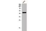 Western Blot analysis of K562 cells using DHS Polyclonal Antibody