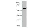 Western blot<br />
All lanes: ARSG antibody at 8ug/ml+ Hela whole cell lysate<br />
Goat polyclonal to rabbit at 1/10000 dilution<br />
Predicted band size: 57 kDa<br />
Observed band size: 57 kDa<br />