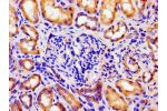 Immunohistochemistry of paraffin-embedded human kidney tissue using CSB-PA002160LA01HU at dilution of 1:100