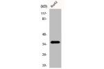 Western Blot analysis of HepG2 cells using DnaJB4 Polyclonal Antibody