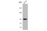Western Blot analysis of HT29 cells using Dnmt3b Polyclonal Antibody
