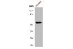 Western Blot analysis of COLO205 cells using Dok-2 Polyclonal Antibody