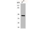 Western Blot analysis of HT29 cells using DPF2 Polyclonal Antibody