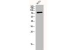 Western Blot analysis of HELA cells using DRP1 Polyclonal Antibody