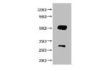Western blot<br />All lanes : Goat IgG antibody at 2ug/ml<br />
Lane 1 : Goat IgG protein 70ng<br />
Secondary<br />
Goat polyclonal to Rabbit IgG at 1/50000 dilution