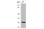 Western Blot analysis of COS7 cells using DUSP19 Polyclonal Antibody