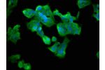 Immunofluorescence staining of 293 cells with CSB-PA002216LA01HU at 1:33,counter-stained with DAPI. The cells were fixed in 4% formaldehyde, permeabilized using 0.2% Triton X-100 and blocked in 10% normal Goat Serum. The cells were then incubated with the