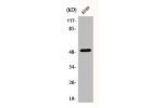 Western Blot analysis of A549 cells using Dynactin 2 Polyclonal Antibody