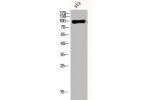 Western Blot analysis of 3T3 cells using Dynamin I Polyclonal Antibody