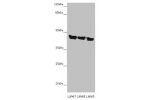 Western blot<br />
All lanes: ASPN antibody at 14 ug/ml<br />
Lane 1 : Mouse heart tissue<br />
Lane 2 : Mouse liver tissue<br />
Lane 3 : HL60 whole cell lysate<br />
Secondary<br />
Goat polyclonal to rabbit IgG at 1/10000 dilution<br />
Predicted band 