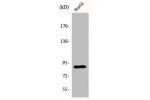 Western Blot analysis of HepG2 cells using Dyrk1A Polyclonal Antibody