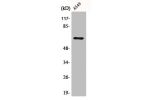 Western Blot analysis of A549 cells using E2F-1 Polyclonal Antibody