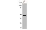 Western Blot analysis of COS7 cells using E2F-4/5 Polyclonal Antibody