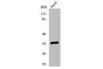 Western Blot analysis of HepG2 cells using E2F-6 Polyclonal Antibody