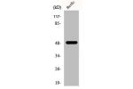 Western Blot analysis of HepG2 cells using EF-1 ? Polyclonal Antibody