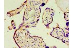 Immunohistochemistry of paraffin-embedded human placenta tissue using CSB-PA002271EA01HU at dilution of 1:100