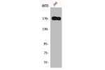 Western Blot analysis of 293 cells using EGFR Polyclonal Antibody
