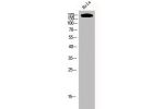 Western Blot analysis of hela cells using EGFR Polyclonal Antibody