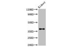 Western Blot<br />
Positive WB detected in:Mouse kidney tissue<br />
All lanes:Atoh1 antibody at 3.4