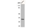 Western Blot analysis of HuvEc cells using Elf-5 Polyclonal Antibody