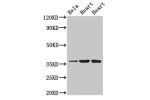 Western Blot<br />
Positive WB detected in:Hela whole cell lysate,Rat heart tissue,Mouse heart tissue<br />
All lanes:ATP1B1 antibody at 3